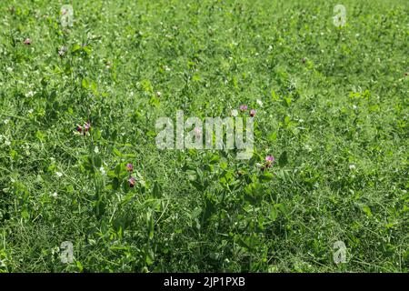 plants de pois en floraison avec des pétales blancs, un champ agricole où poussent les pois verts Banque D'Images