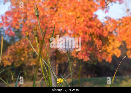 Pissenlit et arbre avec feuilles jaunes et ciel bleu en automne. Banque D'Images