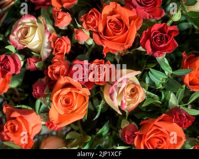 Bouquet de roses rouges, orange et jaunes - une composition de fleurs multicolores. Arrière-plan d'une carte postale. Banque D'Images