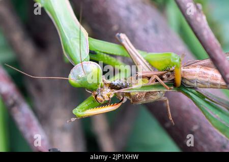 Mantis vert de prière avec des proies. Photo macro. Chasse-insectes. La mante de prière mange sa proie. Prier la mante sur les feuilles vertes. Les mantes de prière mangent des proies Banque D'Images