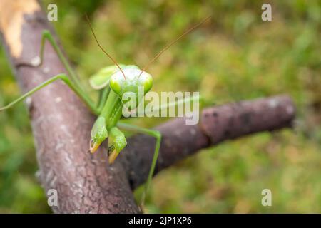 La mantis africaine doublée Sphodromantis lineola ou la mantis africaine de prière, est une espèce de mantis africaine de prière - à proximité avec un foyer sélectif. Banque D'Images
