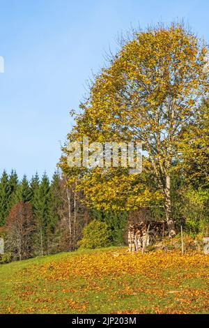 Arbre aux couleurs d'automne un soleil par jour Banque D'Images