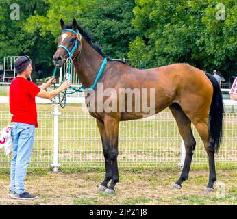 Portrait de beau cheval brun de race, Nord du Caucase Banque D'Images