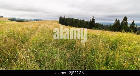 forêt de conifères sur la colline herbeuse. paysage des alpes carpathes avec des prairies vertes fraîches. paysage naturel d'été par une journée nuageux. écosystème et hea Banque D'Images