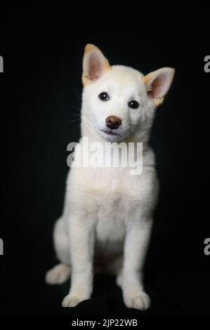 chien de race, shiba inu, chiens de race Banque D'Images