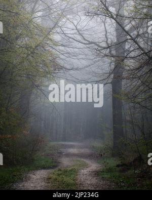 Chemin dans une forêt brumeuse Banque D'Images