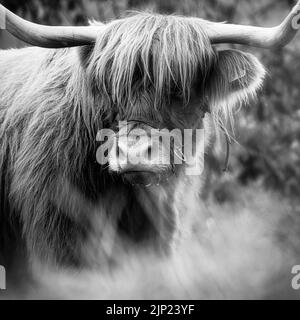 Gros plan d'un bétail écossais des Highlands en monochrome, noir et blanc Banque D'Images