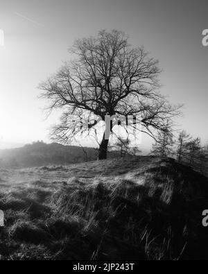 Un arbre en noir et blanc avec belle lumière latérale Banque D'Images