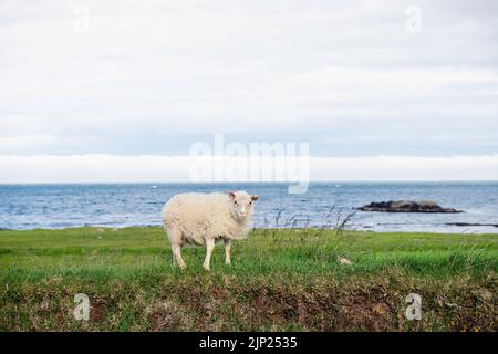 Mignon agneau islandais sur l'herbe verte au bord de la mer dans les Westfjords Banque D'Images