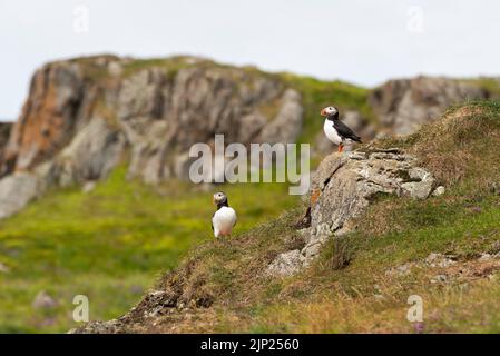 Deux magnifiques puffins colorés se tenant ensemble sur une falaise avec de l'herbe verte Banque D'Images