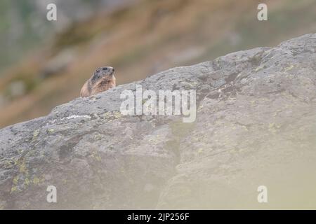 La sentinelle des Alpes, la marmotte alpine (Marmota marmota) Banque D'Images