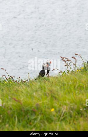 Deux macarons ensemble en couple sur l'herbe verte avec l'océan en arrière-plan Banque D'Images