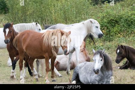 Poneys sauvages de Carneddau Banque D'Images