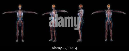 3d ensemble de rendu de rayons x du système nerveux du corps humain féminin isolé sur fond noir. Banque D'Images