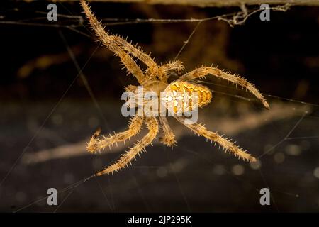 Gros plan extrême ou photo macro de l'araignée de jardin Diadem araignée, Araneus diadematus sur son web Banque D'Images