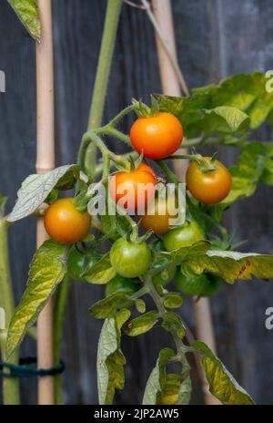 Tomates cerises cultivées à la maison mûrissant sur la vigne dans le petit jardin de la ville à Brighton, Royaume-Uni Banque D'Images