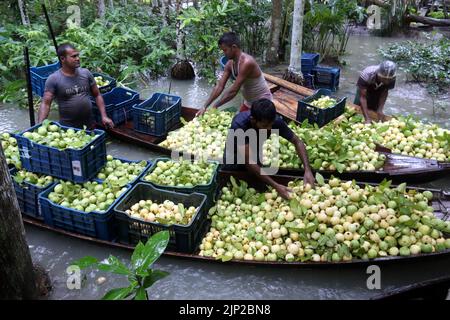 Les agriculteurs labourent des bateaux chargés de guavas sur le chemin d'un marché flottant à Barisal, au Bangladesh. Un marché flottant de gros dans le district de Barisal, au sud du pays, à environ 180 km au sud de Dhaka, est maintenant en effervescence avec les acheteurs et les vendeurs tandis que la récolte de la goyave se poursuit. Barishal, Bangladesh, on 15 août 2022. Photo de Habibur Rahman/ABACAPRESS.COM Banque D'Images