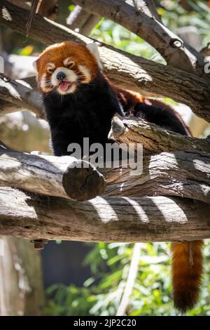 Un panda rouge se trouve dans un arbre au zoo de San Diego. Banque D'Images