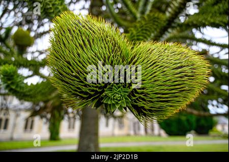 Le fruit de l'Araucaria araucana, communément appelé arbre de puzzle de singe, arbre de queue de singe, piñonero, étain ou pin chilien Banque D'Images