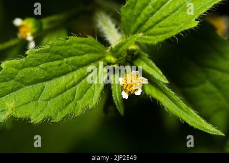 Petite fleur (Galinsoga ciliata) sur l'arrière-plan flou Banque D'Images