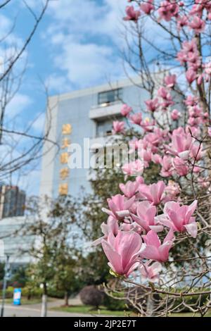 Un cliché sélectif vertical des fleurs de magnolia en face de l'Université de sciences et de technologie de Huazhong, Wuhan, Chine Banque D'Images