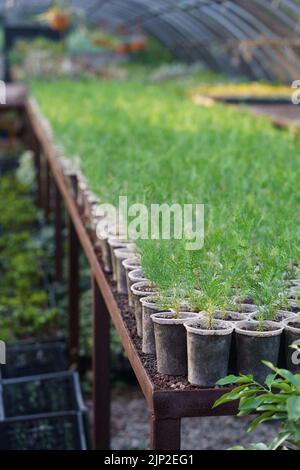 Grande plante de pépinière avec de jeunes conifères plantées en longues rangées sous une couverture protectrice Banque D'Images