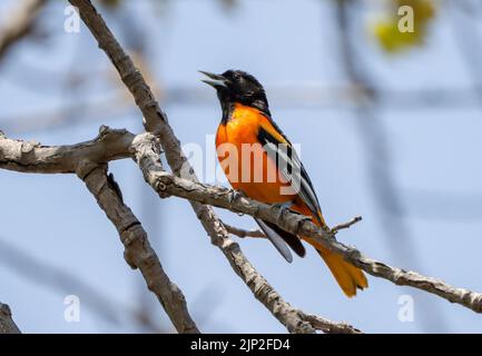 Gros plan d'un oiseau orange de Baltimore Oriole perché sur une branche Banque D'Images