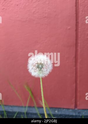 Une boule de graines de pissenlit mûre contre un fond de mur rose Banque D'Images