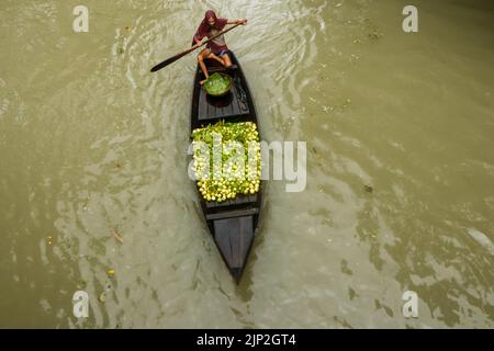 Dhaka, Dhaka, Bangladesh. 15th août 2022. Les agriculteurs sillent des bateaux chargés de guavas sur le chemin d'un marché flottant à Barisal, au Bangladesh, sur 15 août 2022. Des milliers d'agriculteurs gagnent leur vie et vendent ces guavas. La goyave, un fruit ressemblant à une baie, est souvent appelée la « pomme des tropiques ». Bien qu'il ait été originaire de l'Amérique tropicale (dans la terre entre le Mexique et le Pérou), il est aujourd'hui l'une des cultures fruitières importantes du Bangladesh, où il a grandi dans tout le pays. La région du sud du Bangladesh, en particulier les districts de Barisal, Pirojpur et Jhalbokathi, sont les principaux districts de Guava-P. Banque D'Images