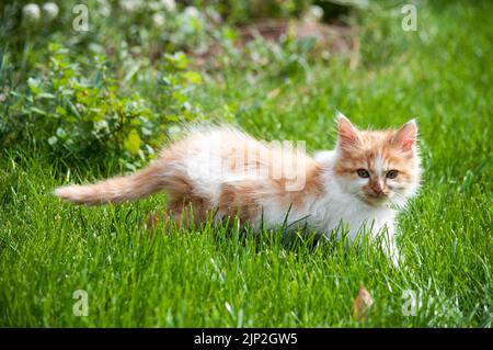 Petit chat orange et blanc marchant dans l'herbe Banque D'Images