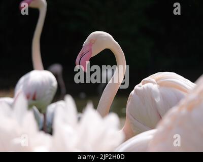 Un gros plan d'un grand flamants roses (Phoenicopterus roseus) avec un œil blanc dans un profil Banque D'Images