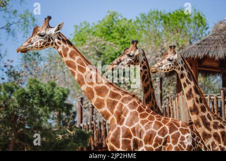 Magnifique portrait de visage de trois girafes africaines adultes avec fond d'herbe Banque D'Images