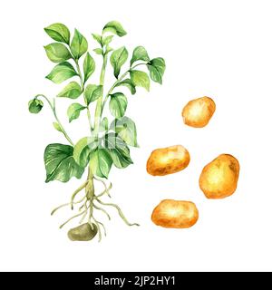 Illustration aquarelle de la pomme de terre sur fond blanc. Légumes crus, racine, pomme de terre tubercule, plante de jardin peinte à la main. Élément design pour menu design, Banque D'Images