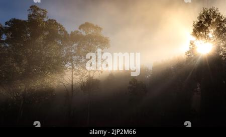 Paysage brumeux au lever du soleil dans la forêt avec une lumière et une lumière entre les arbres. Vizcaya, pays basque. Espagne Banque D'Images