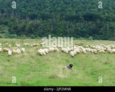 Les chiens de berger sont traditionnellement utilisés en Roumanie pour protéger les moutons contre les attaques des ours et des loups. Banque D'Images