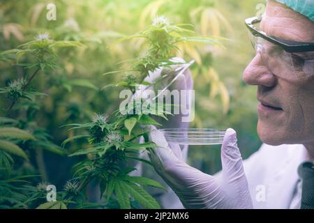 Cannabis Sativa ou Cannabis Indica médecine de l'agriculture végétale avec le scientifique travaillant chanvre fleur bud recherche pour la médecine. Banque D'Images