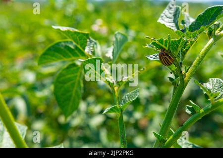 Coléoptère du Colorado sur les feuilles de pomme de terre - Focus sélectif sur les coléoptères de la pomme de terre du Colorado Banque D'Images