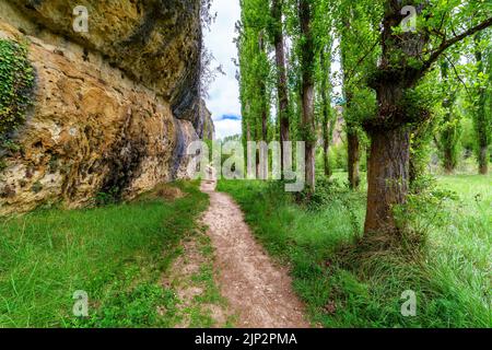 Paysage de printemps vert avec de grands arbres et des murs de roche avec un chemin de terre parmi la végétation. Rivière Duraton, Sepulveda, Segovia. Banque D'Images