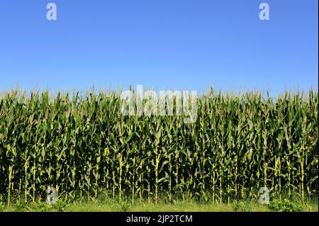 champ de maïs, production, usine de maïs, maïs, champs de maïs, dépendances, plants de maïs, cornes Banque D'Images