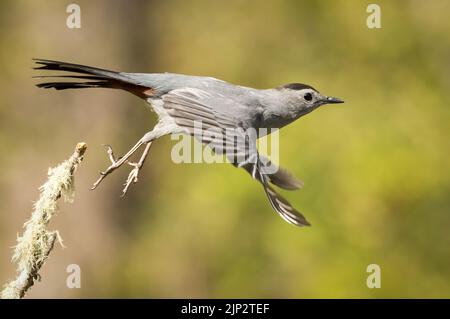 Photo d'un oiseau-chat gris (Dumetella carolinensis) qui se déporte d'une branche Banque D'Images