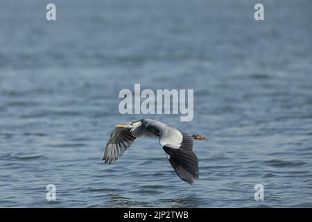 Héron gris commun volant au-dessus de l'eau à la baie de Tubli, Bahreïn Banque D'Images