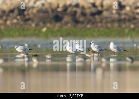 Tête noire au plumage hivernal à Eker Marsh, Bahreïn Banque D'Images