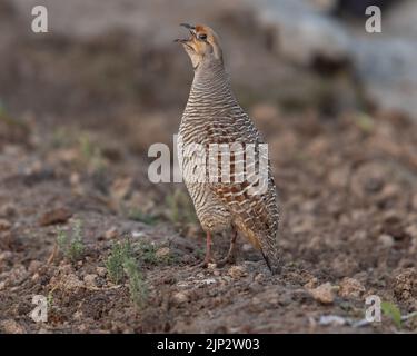 Portrait de francolin gris à la ferme, Bahreïn Banque D'Images