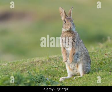 Un gros plan d'un mignon lièvre chinois debout sur ses pieds arrière sur l'herbe Banque D'Images