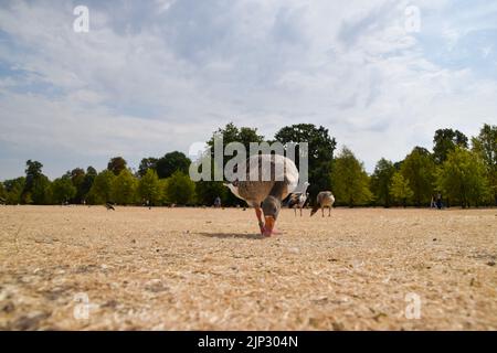 Londres, Angleterre, Royaume-Uni. 15th août 2022. Une oie graylag (Anser anser) a du mal à trouver de l'herbe à manger dans un Kensington Gardens aride et aride alors que les vagues de chaleur et une grave sécheresse affectent certaines parties de l'Angleterre. (Image de crédit : © Vuk Valcic/ZUMA Press Wire) Banque D'Images