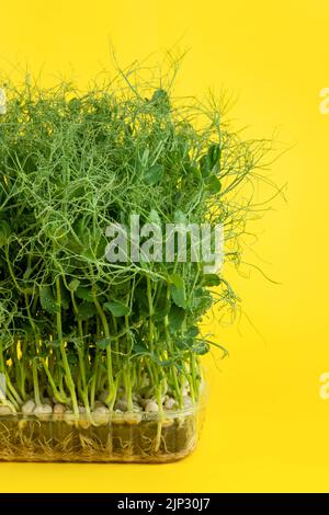 Jeunes pousses juteuses de pois micro-verts gros plan sur fond jaune. La culture des graines à la maison. Production de vitamines nutritio Banque D'Images