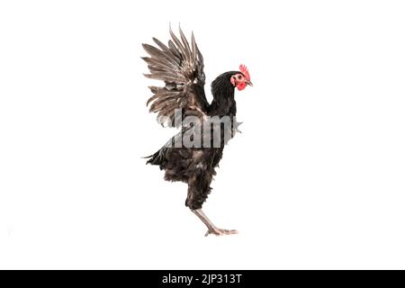 le poulet a un peigne rouge. Le coq australorp noir vole sur un fond isolé. Banque D'Images