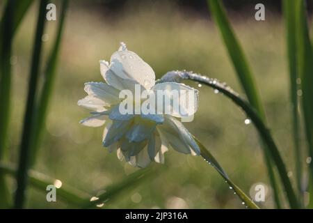 Un gros plan d'une jonquille couverte de gouttes de rosée le matin Banque D'Images