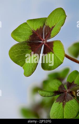 quatre trèfle à feuilles, sauerkleegewächse, trèfle à quatre feuilles Banque D'Images