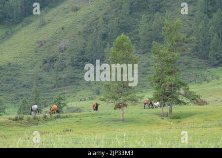 un troupeau de chevaux se broutent sur un pré vert d'été sous une haute montagne Banque D'Images